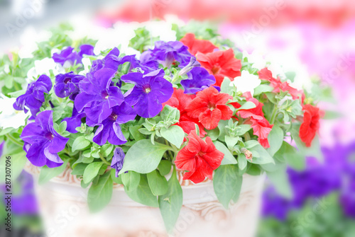 Colorful petunia flowers, Grandiflora is the most popular variety of petunia, with large single or double flowers that form mounds of colorful solid, striped, or variegated blooms.