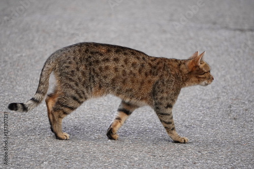 grey house cat crosses asphalt road in city, Pets on street, abandoned animals, cats, animals in city