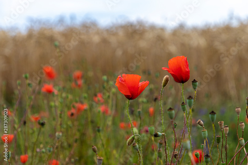 red poppies bloom in green