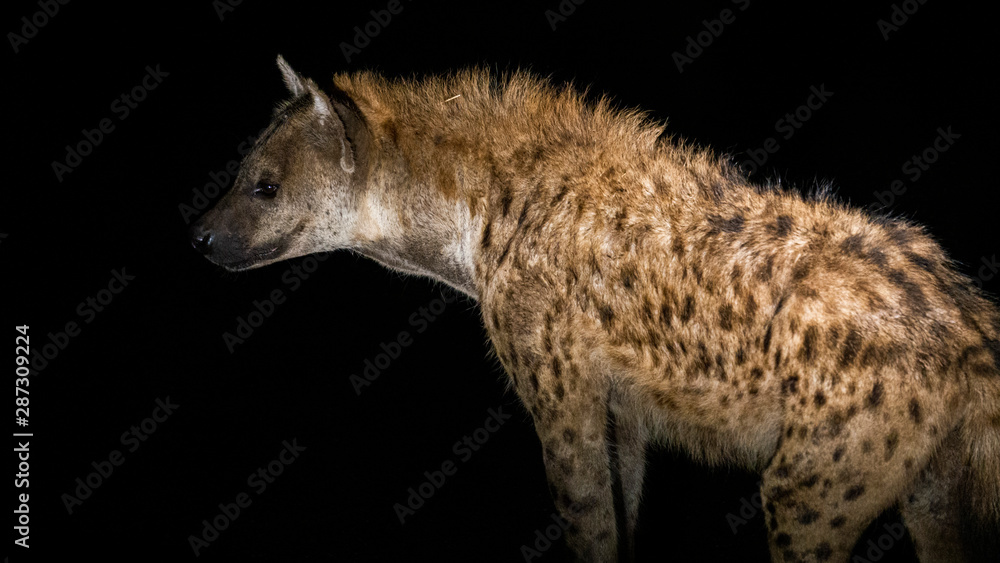 Fototapeta premium Iena nella notte