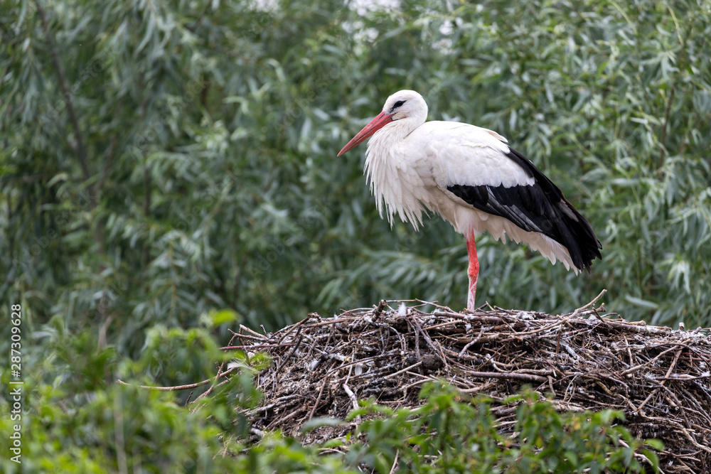 Fototapeta premium white stork (Ciconia ciconia) on nest