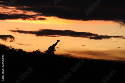 Giraffe silhouettes in the morning light, Masai Mara National Park, Kenya.