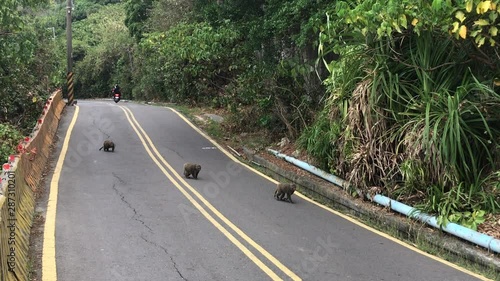 A group of macaque monkeys crossing the street in Shoushan Mountain. Kaohsiung city, Taiwan photo