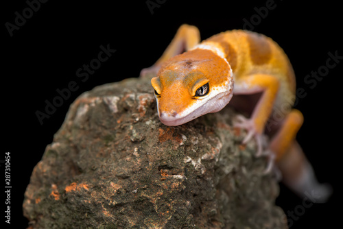 The Little Gecko