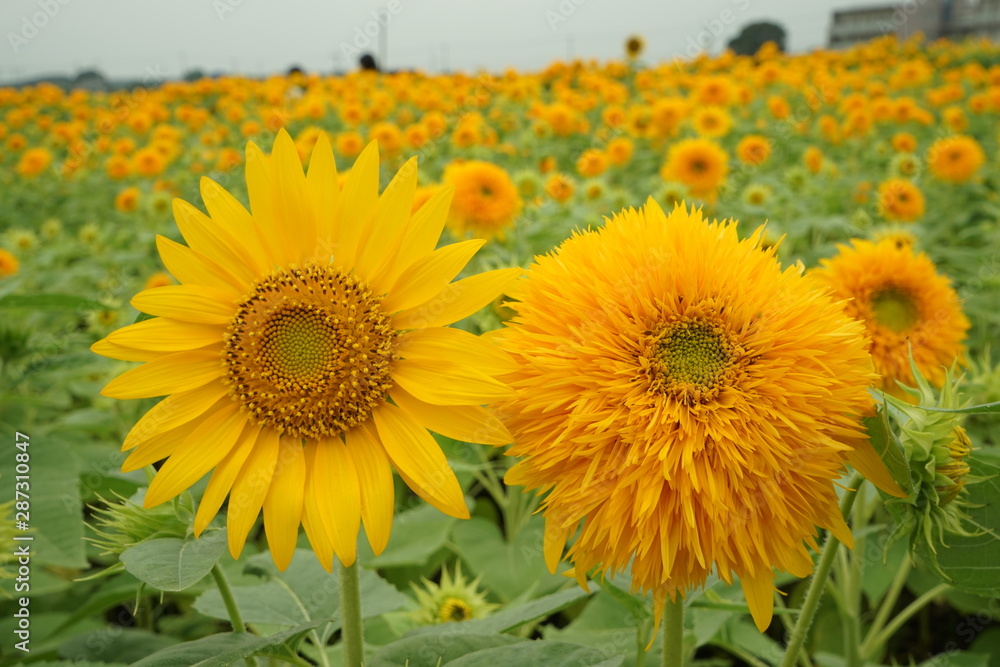 Obraz premium ひまわり畑