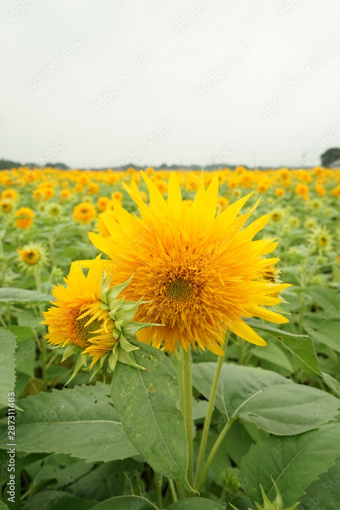 Obraz premium ひまわり畑