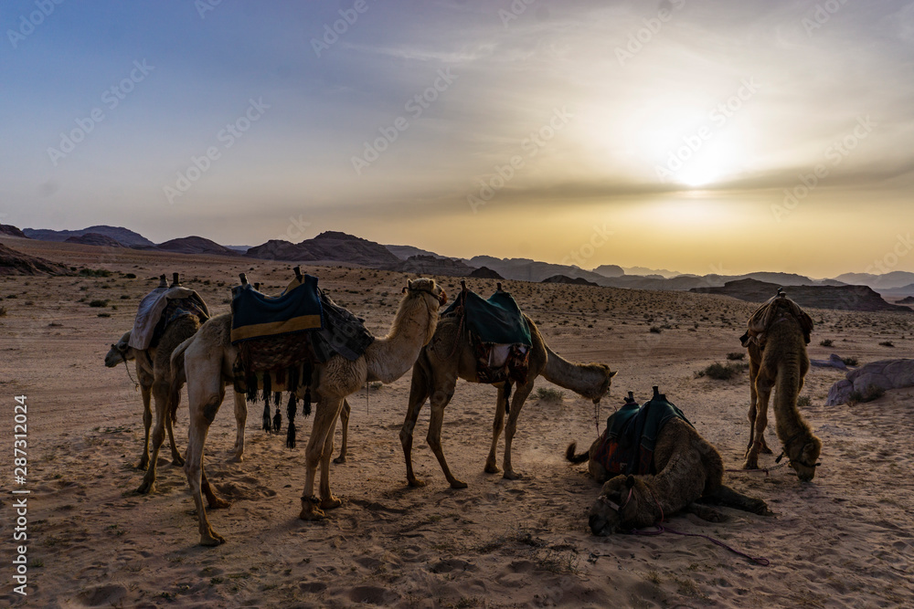 Fototapeta premium Cammelli nel deserto