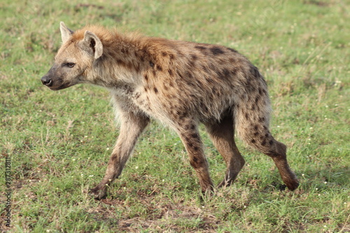 Spotted hyena walking in the grass, Masai Mara National Park, Kenya.