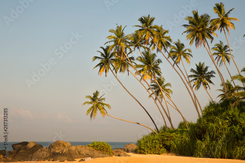  Beautiful beach with palm trees and boulders on the tropical island of Sri Lanka. 