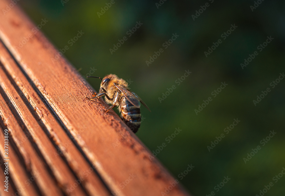 Honey bee pollinator flower nature Honey bee pollinator flower nature