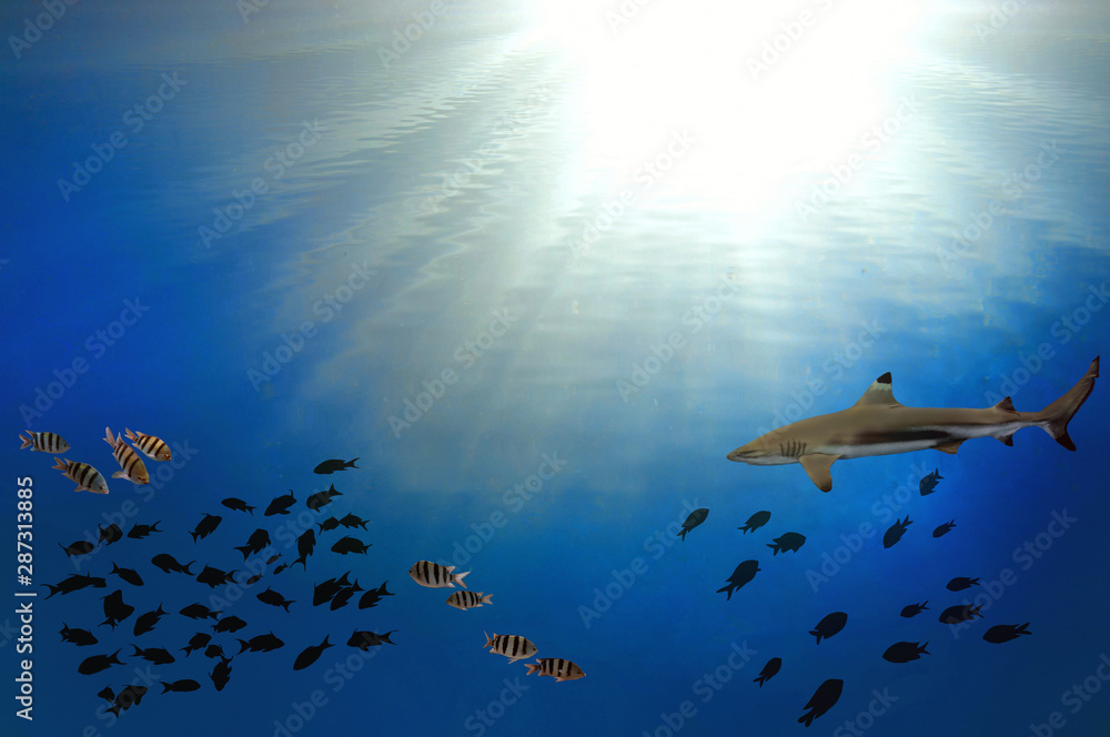 Underwater scene with sun rays shining through the water