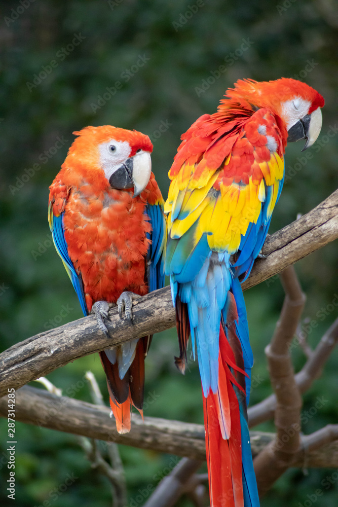 Fototapeta premium perroquet