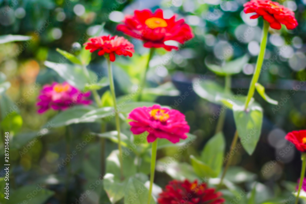 abstract natural background with blurred flowers of zinnia in the garden