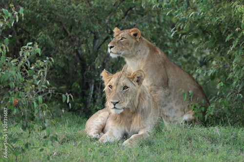 Fototapeta Naklejka Na Ścianę i Meble -  Lion young male and lioness, Masai Mara National Park, Kenya.