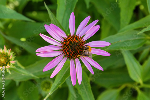 Bee on unblown echinacea purpurea pollinates a flower. Bee closeup.