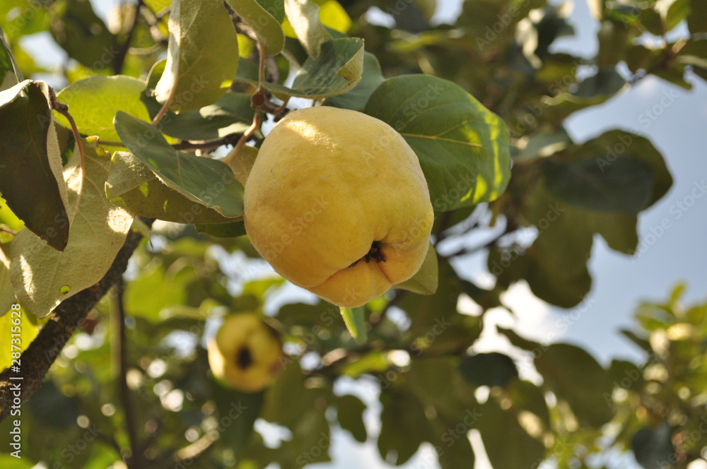 Ripe quince fruits on a tree on a sunny day