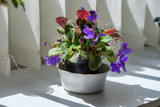 Potted purple flower