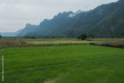 rice field in mountain