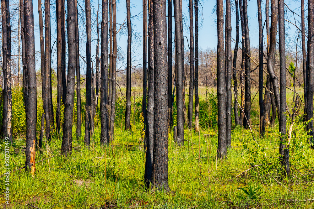 Obraz premium Young green grasses in the dead pine forest after last year wildfire