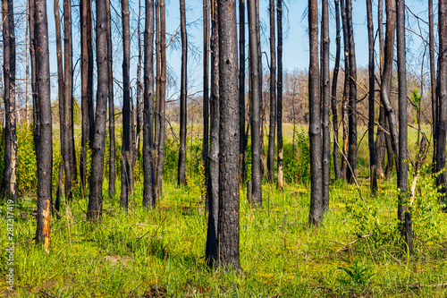 Young green grasses in the dead pine forest after last year wildfire
