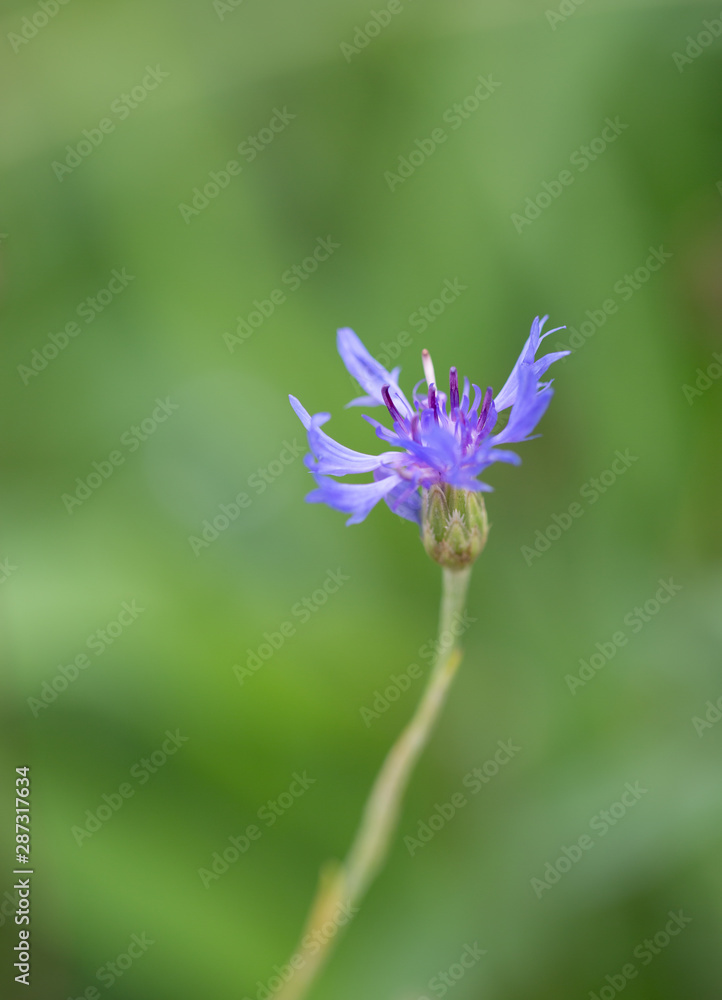 Outdoor spring green blurry background of purple flowers, Mulgedium tataricum (L.) DC. Outdoor spring green blurry background of purple flowers, Mulgedium tataricum (L.) DC.