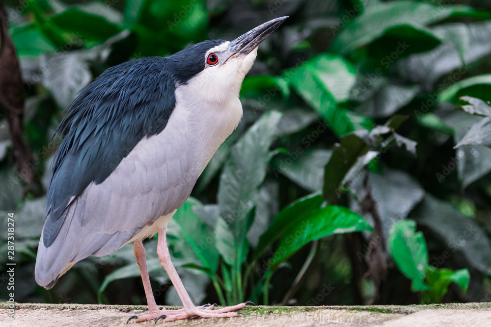Fototapeta premium great blue heron