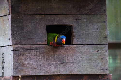 Schilderij op canvas Parrot in hid house