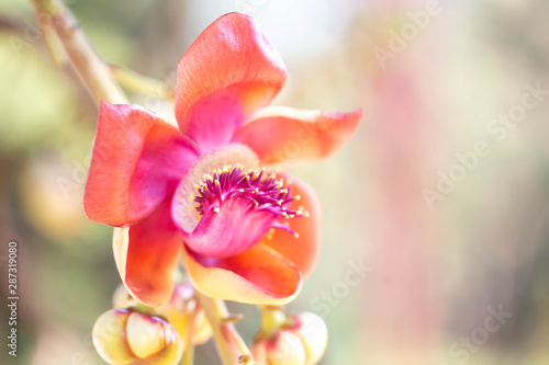 Sala flora or Shorea robusta flower,Shorea robusta