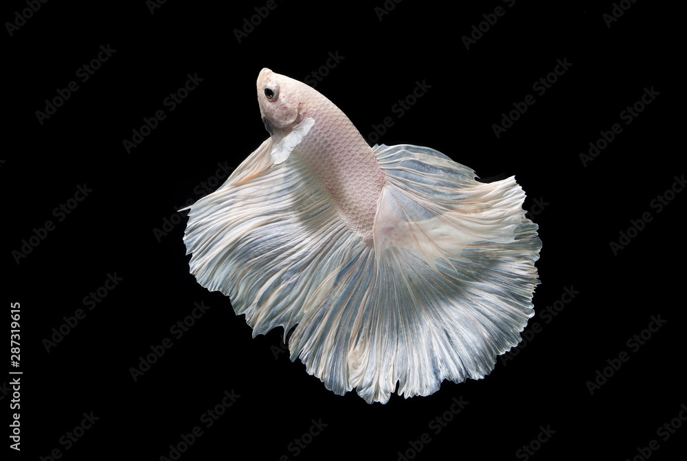 Siamese fighting fish betta action movement Siamese fighting fish betta action movement