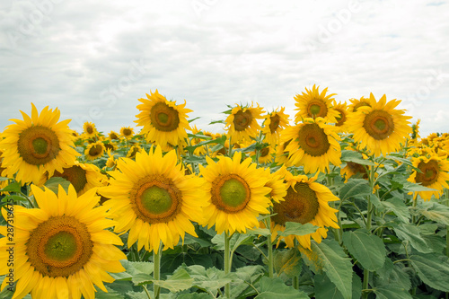 Sunflower On A Meadow With Overcast Sky