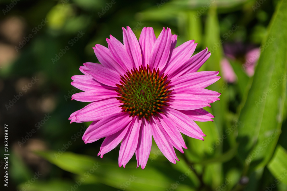 Flowers of Purples Echinacea in the Park. Echinacea flower against soft bokeh background. Soft selective focus. Echinacea close up. Flowers of Purples Echinacea in the Park. Echinacea flower against soft bokeh background. Soft selective focus. Echinacea close up.