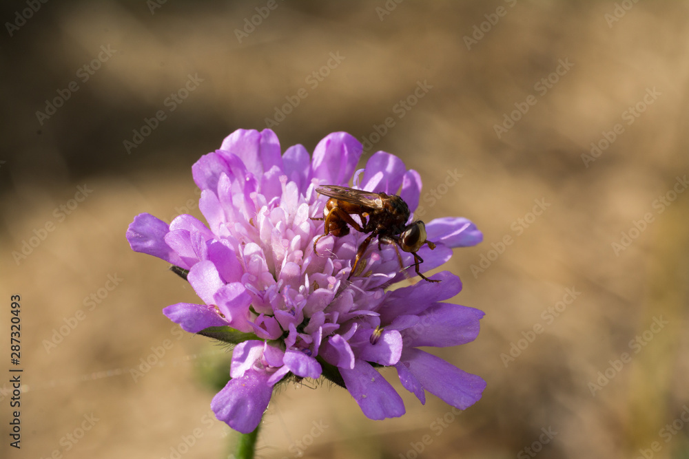 close up wasp bee or hornet with details on a natural flower plant in the garden close up wasp bee or hornet with details on a natural flower plant in the garden