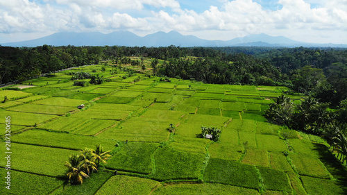 Beautiful drone view of rice fields at Bongakasa Village, Ubud, Bali. photo