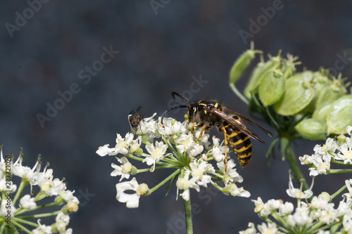 close up wasp bee or hornet with details on a natural flower plant in the garden © klickit24