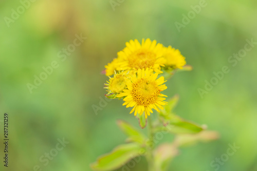 Outdoor spring green blurry background of wild chrysanthemum macro close-up  inverted flower   Inula japonica Thunb.