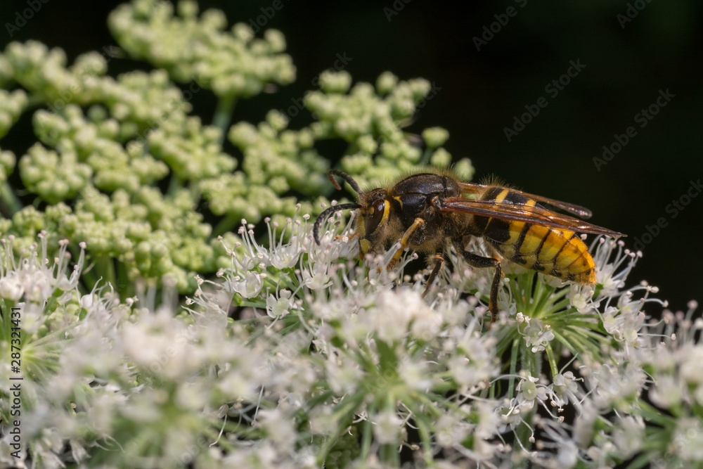 close up wasp bee or hornet with details on a natural flower plant in the garden close up wasp bee or hornet with details on a natural flower plant in the garden