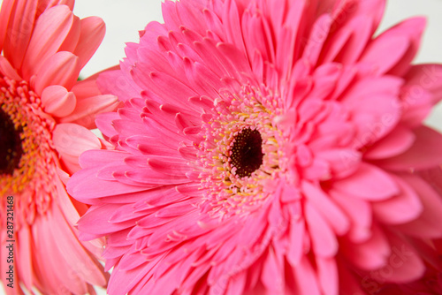 Beautiful gerbera flowers, closeup view