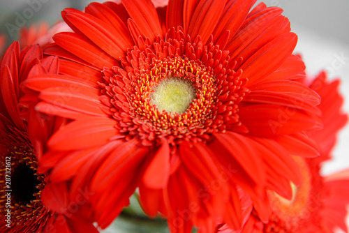 Beautiful gerbera flower  closeup view