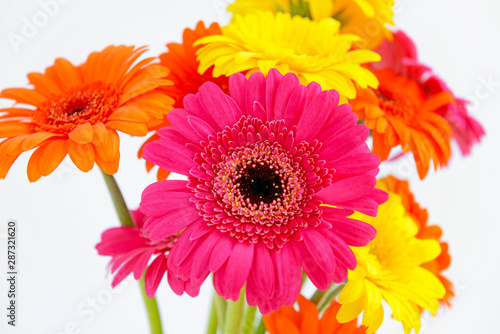 Beautiful gerbera flowers on color background