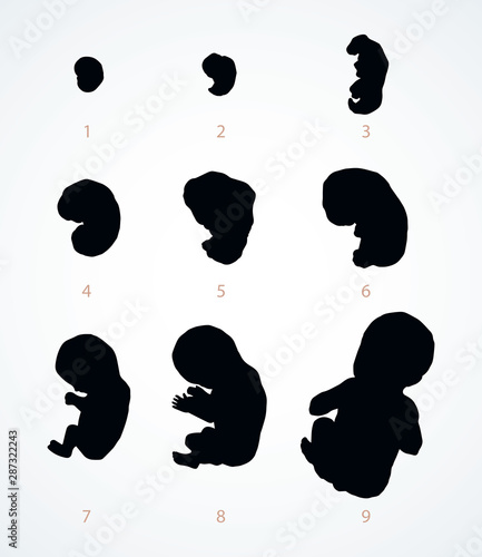 The development of the fetus of the child. Vector drawing