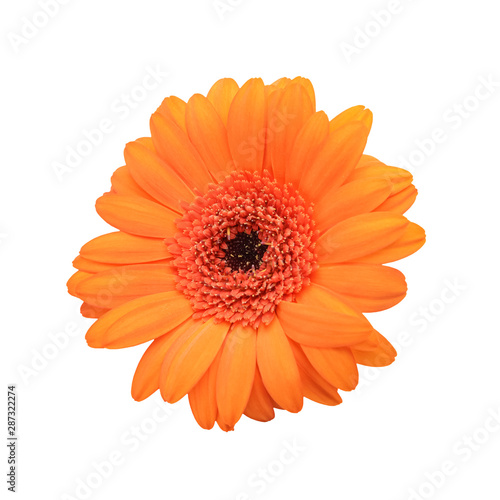 Beautiful gerbera flower on white background