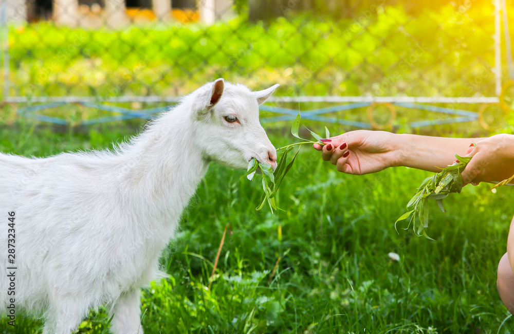 Fototapeta premium Baby goat eating willow. Woman is feeding domestic animals in the nature.