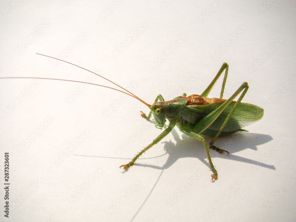 Large green locust with a mustache. On a white background. Large green locust with a mustache. On a white background.