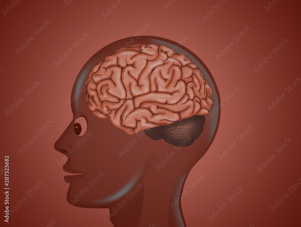 illustration of head with brain illustration of head with brain