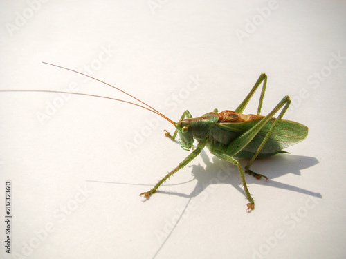 Large green locust with a mustache. On a white background.
