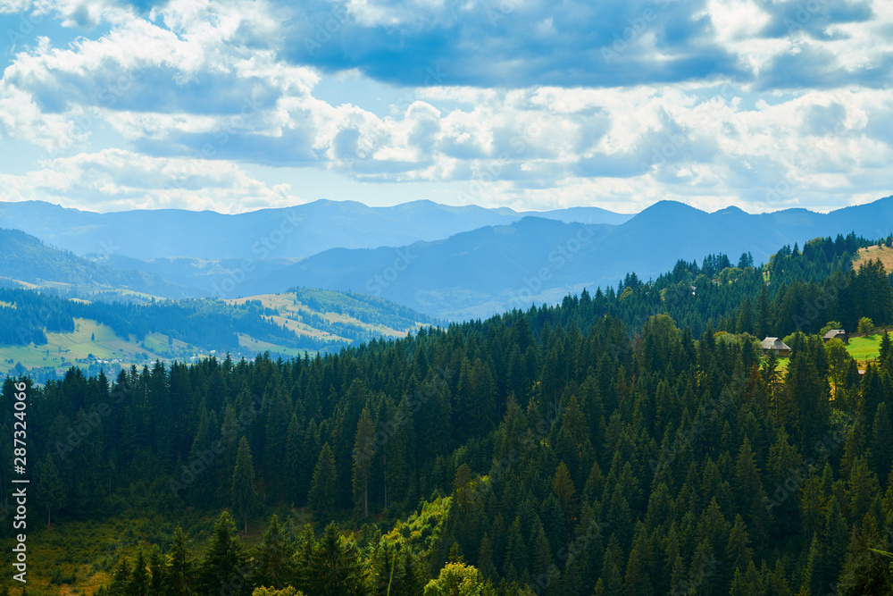 Spruces on hills - beautiful summer landscape, cloudy sky at bright sunny day. Carpathian mountains. Ukraine. Europe. Travel background.