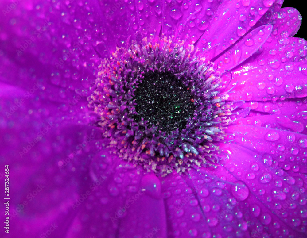 close up of pink flower with sprayed water drops close up of pink flower with sprayed water drops