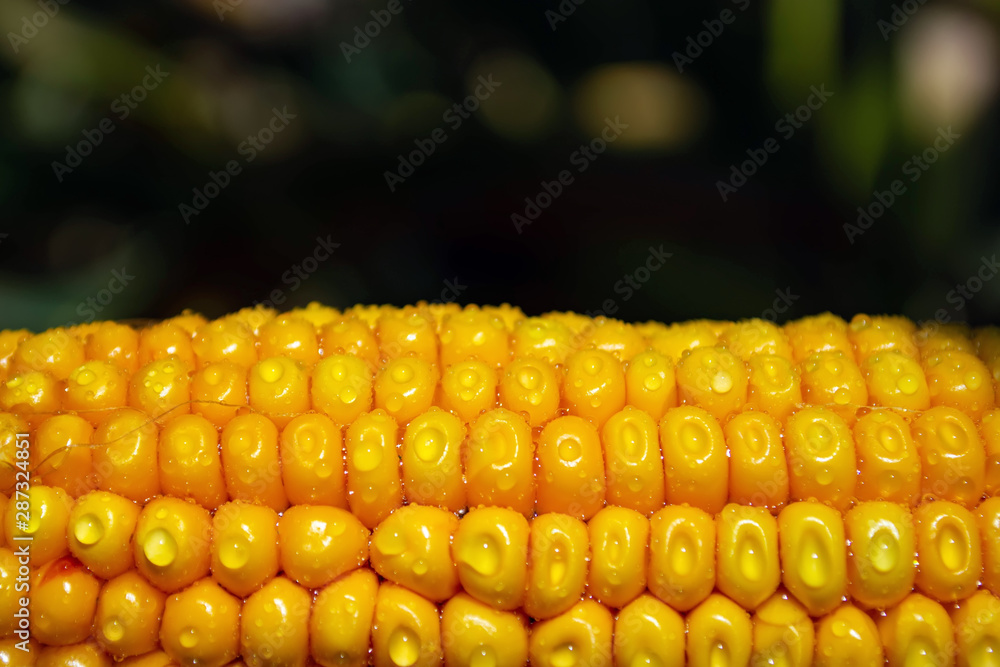 corn on the cob in a field with dew drops corn on the cob in a field with dew drops
