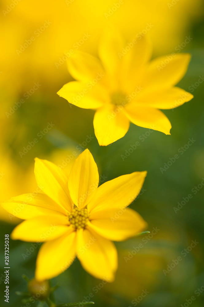 yellow Coreopsis Verticillata Grandiflora 'Krasnoocko', extremely selective focus on foreground flower petals..Concept: Golden autumn, Autumn Garden, Botanical, Gardening, Autumn Garden Flowers.. yellow Coreopsis Verticillata Grandiflora 'Krasnoocko', extremely selective focus on foreground flower petals..Concept: Golden autumn, Autumn Garden, Botanical, Gardening, Autumn Garden Flowers..