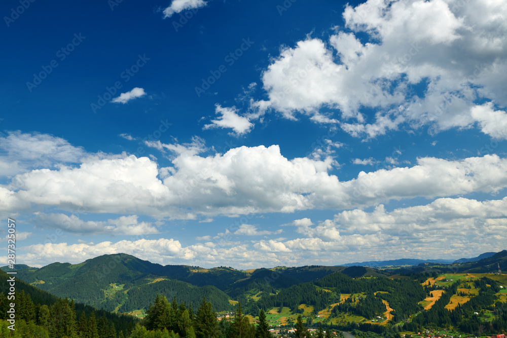 Obraz premium Spruces on hills - beautiful summer landscape, cloudy sky at bright sunny day. Carpathian mountains. Ukraine. Europe. Travel background.